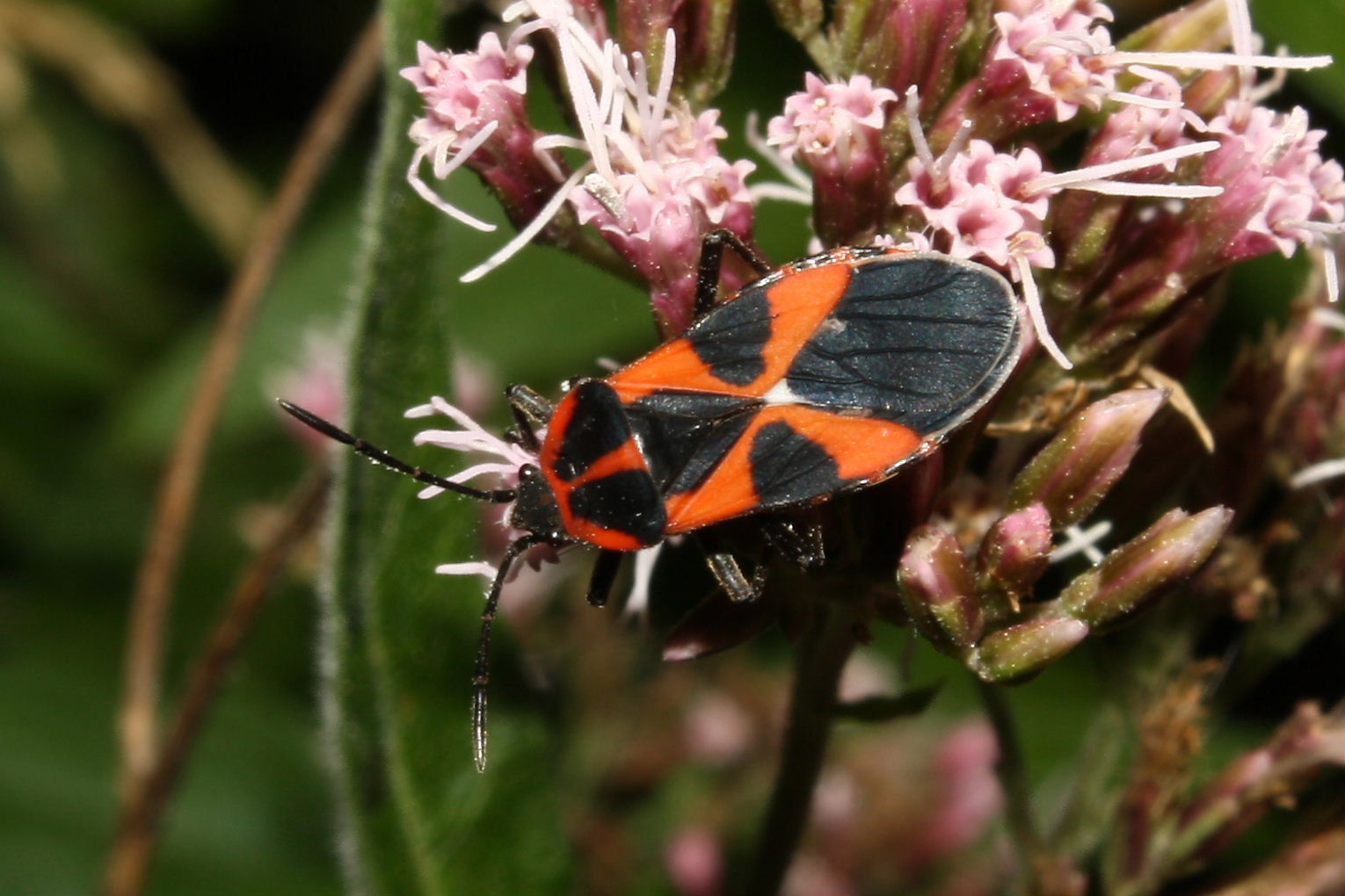 Lygaeidae: Tropidothorax leucopterus della Toscana (MS)